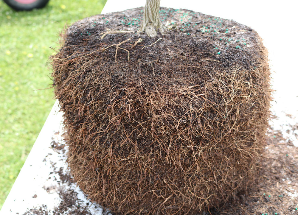 Healthy roots from growing in a container that more closely mimics natural root growth.