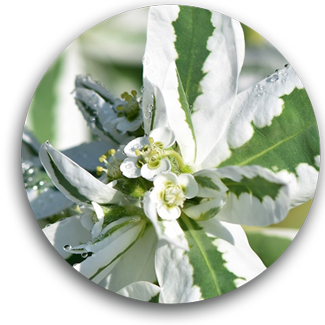 Shrubs and Bushes Availalbe at ArborVantage Nursery