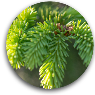 Evergreen Trees Availalbe at ArborVantage Nursery