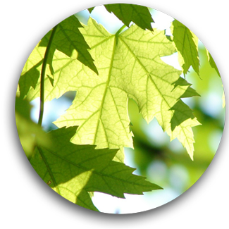 Deciduous Trees Availalbe at ArborVantage Nursery