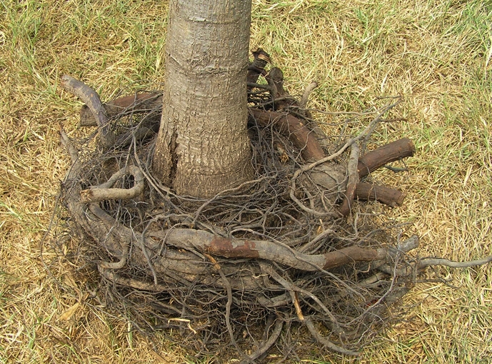 Girdled tree roots from growing in smooth sided container.