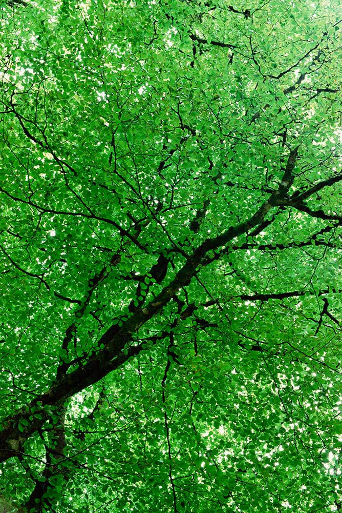 Healthy roots early in development are the foundation of healthy trees in maturity.