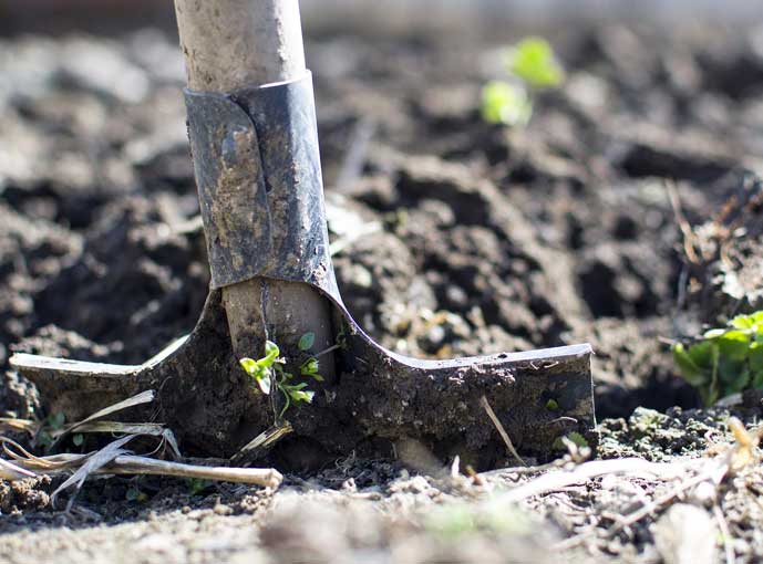 Manual labor in planting a tree.